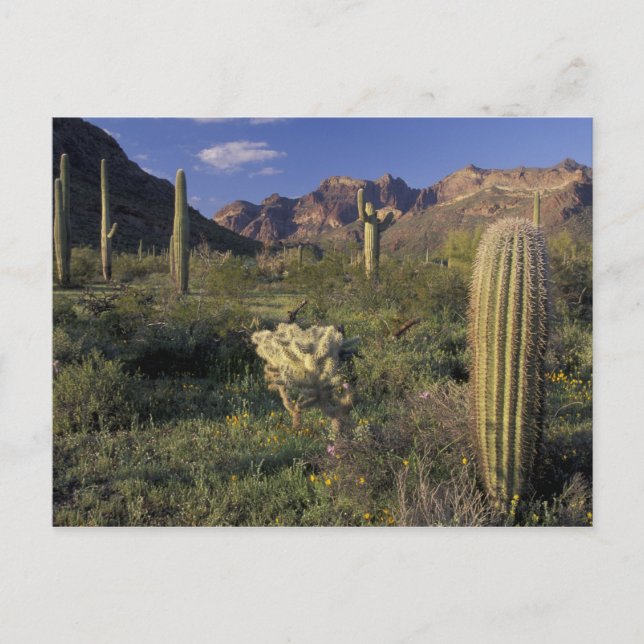 Postal EE. UU., Arizona, Monumento Nacional Organ Pipe. (Anverso)