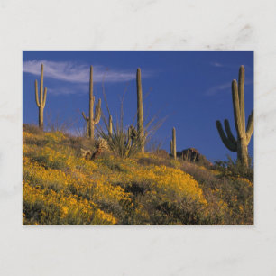 Postal EE. UU., Arizona, Parque Nacional Cactus de Tubo d