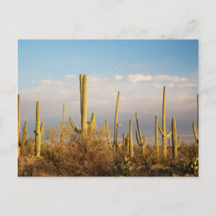 Postal EE. UU., Arizona, Parque Nacional Saguaro, Saguaro