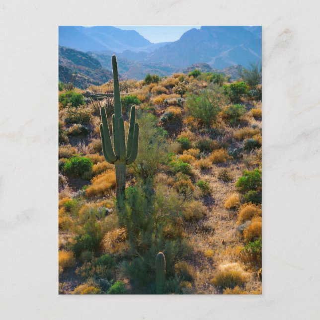 Postal EE.UU., Arizona. Vista del desierto (Anverso)