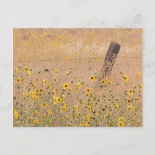 Postal EE. UU., California, Adin. Valla de alambre de púa