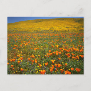 Postal EE. UU., California, Antelope Valley California