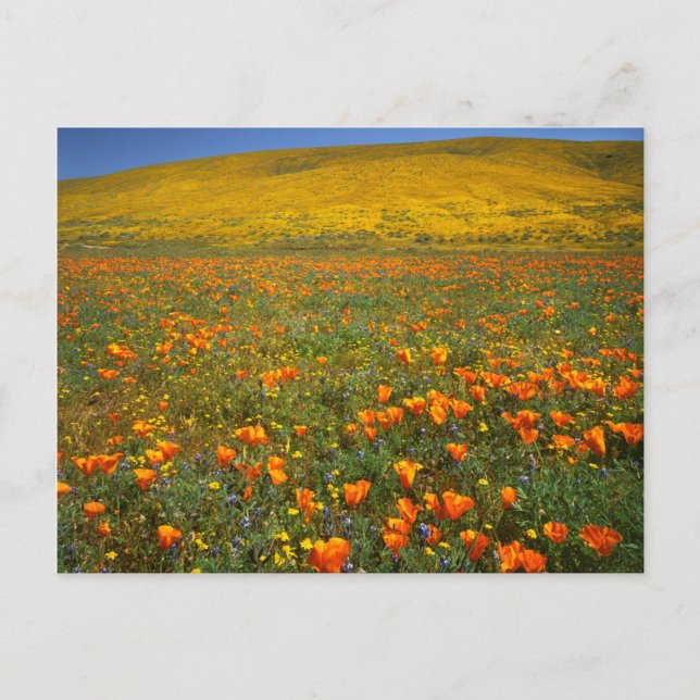 Postal EE.UU., California, Antelope Valley California (Anverso)