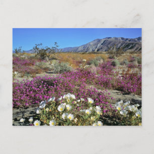 Postal EE. UU., California, Anza-Borrego DSP. Duna al ata
