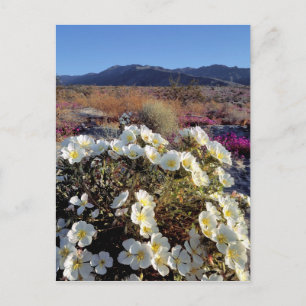 Postal EE. UU., California, Anza-Borrego DSP. Duna atarde