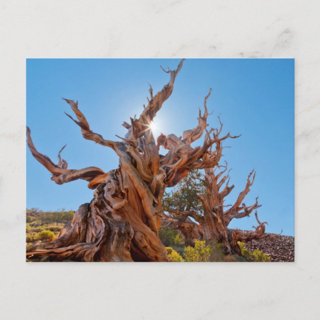 Postal EE. UU., California, Bosque Nacional Inyo 10 (Anverso)