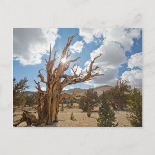Postal EE. UU., California, Bosque Nacional Inyo 6