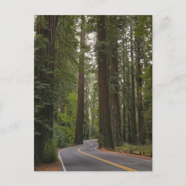 Postal EE.UU., California, camino a través del bosque Red (Anverso)