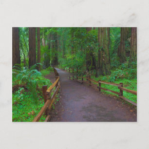 Postal EE. UU., California. Camino entre secuoyas