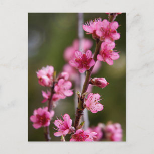Postal EE. UU., California. Flores rosadas en un árbol