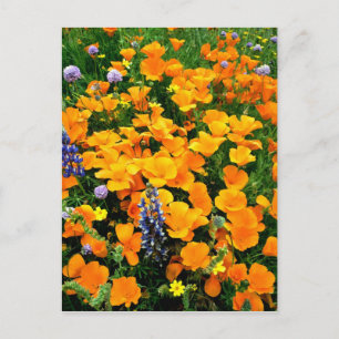 Postal EE. UU., California, Gorman. Detalle de campo de