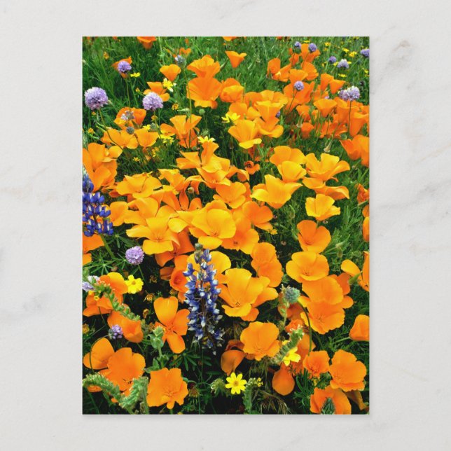 Postal EE. UU., California, Gorman. Detalle de campo de (Anverso)