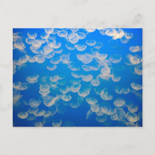Postal EE.UU., California. Jellyfish En La Bahía De Monte