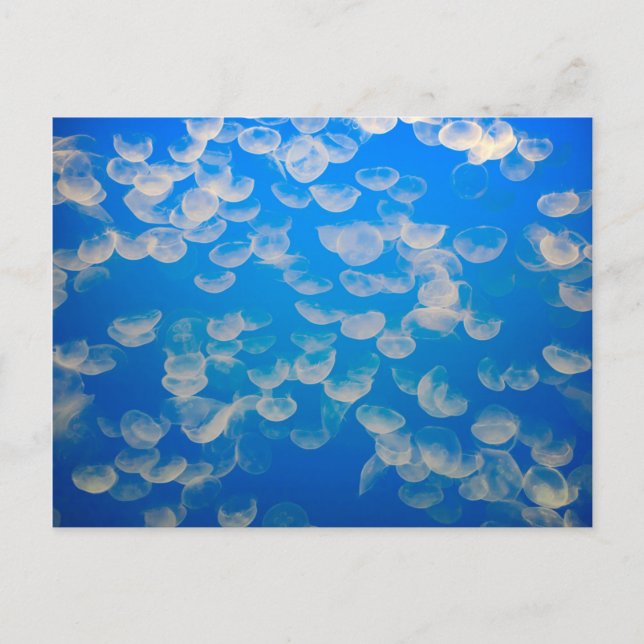 Postal EE.UU., California. Jellyfish En La Bahía De Monte (Anverso)