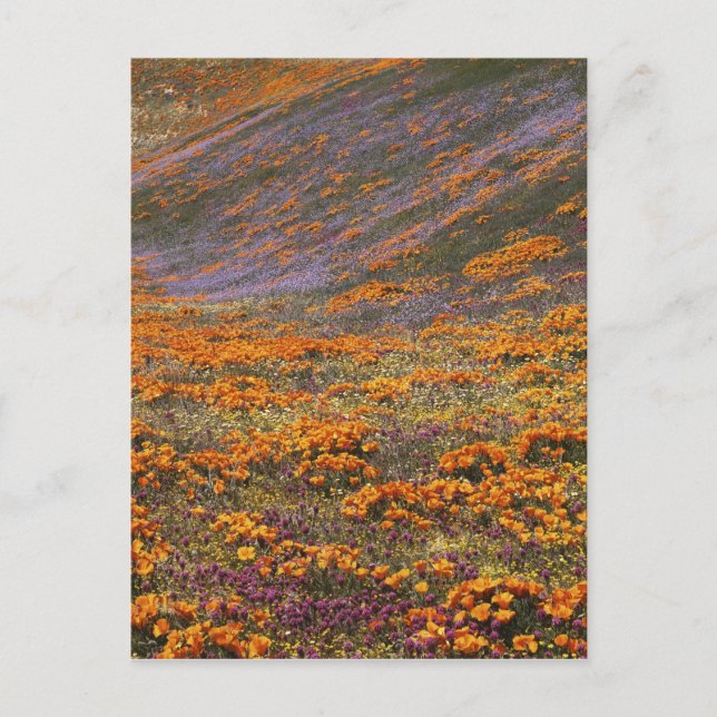Postal EE. UU., California, Montañas Tehachapi, 2 (Anverso)