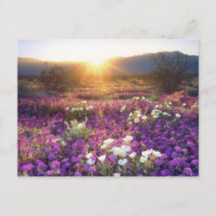 Postal EE. UU., California, Parque Estatal Desierto de An