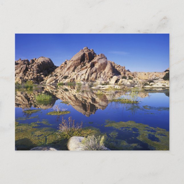 Postal EE.UU., California, Parque Nacional Joshua Tree, (Anverso)