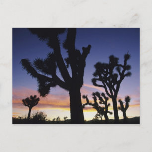 Postal EE.UU., California, Parque Nacional Joshua Tree,