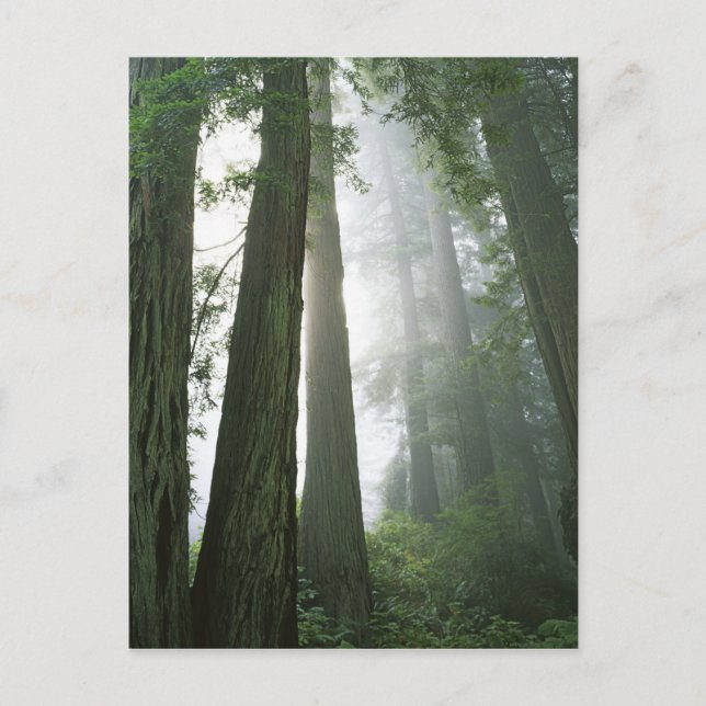 Postal EE. UU., California, Parque Nacional Redwood, (Anverso)