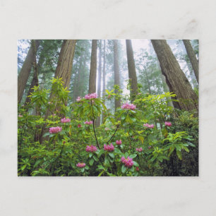 Postal EE. UU., California, Parque Nacional Redwood. Rhod