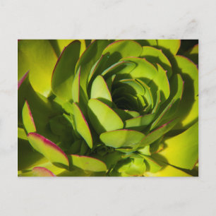 Postal EE.UU., California. Planta Lobelia Gigante cerca