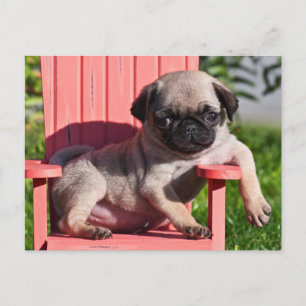 Postal EE. UU., California. Pug cachorro desplomado