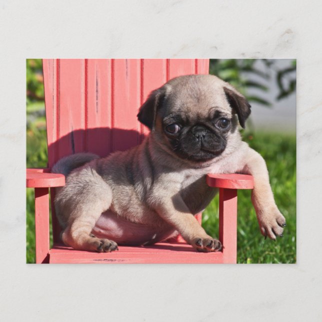 Postal EE. UU., California. Pug cachorro desplomado (Anverso)