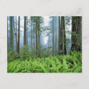 Postal EE.UU., California, Redwood NP. Árboles de secuoya