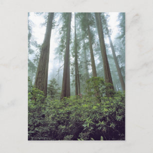 Postal EE. UU., California, Redwood NP. La niebla filtra 