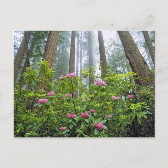 Postal EE.UU., California, Redwood NP. Rhododendron (Anverso)