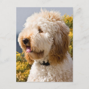 Postal EE.UU., California. Retrato De Labradoodle 3