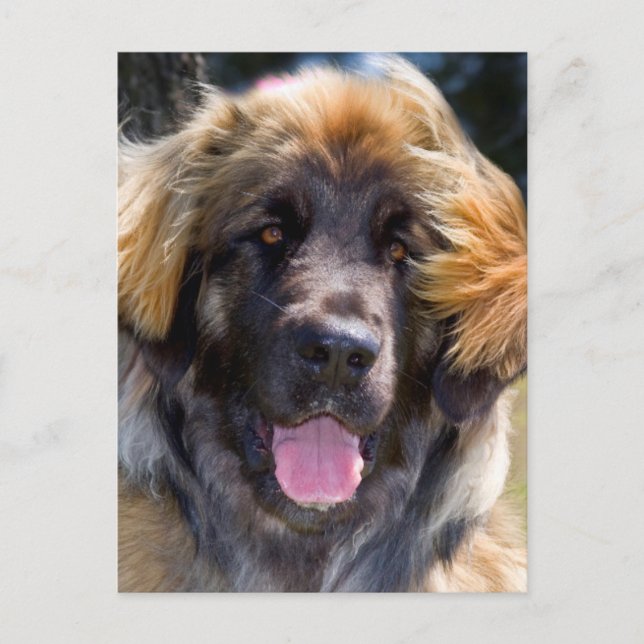 Postal EE. UU., California. Retrato de Leonberger sentado (Anverso)