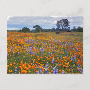 Postal EE. UU., California, Santa Margarita, Avenales