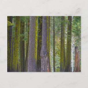 Postal EE.UU., California. Troncos de árbol cubiertos por