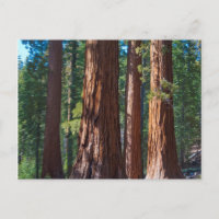 EE. UU., California. Troncos de árboles de secuoya