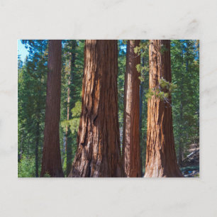 Postal EE. UU., California. Troncos de árboles de secuoya