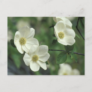 Postal EE.UU., California, Yosemite NP, a lo largo de Mer