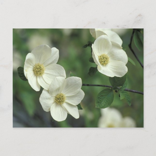 Postal EE.UU., California, Yosemite NP, a lo largo de Mer (Anverso)