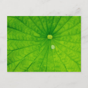 Postal EE. UU.; Carolina del Norte; Hoja de loto con gota