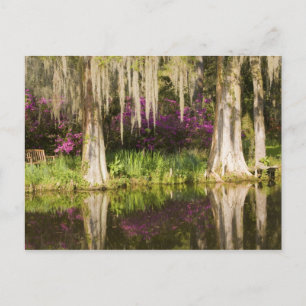 Postal EE. UU., Carolina del Sur, Charleston. Cipreses
