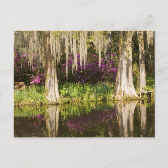 Postal EE. UU., Carolina del Sur, Charleston. Cipreses (Anverso)