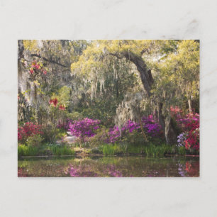 Postal EE. UU., Carolina del Sur, Charleston. Cipreses 2