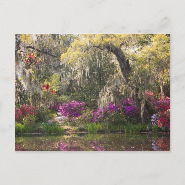 Postal EE. UU., Carolina del Sur, Charleston. Cipreses 2 (Anverso)