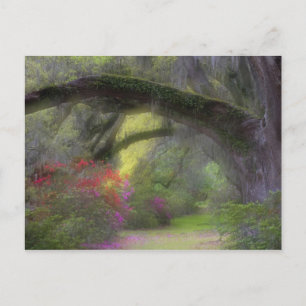 Postal EE.UU., Carolina del Sur, Jardines Magnolia.