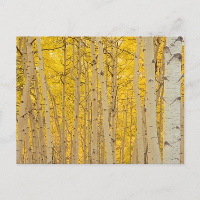 Postal EE.UU., Colorado. Aspene En Gunnison National (Anverso)