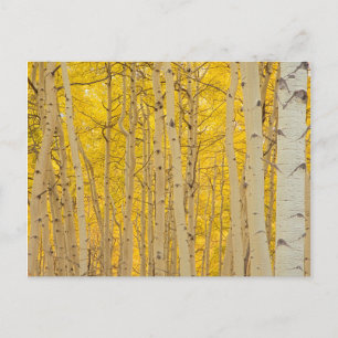 Postal EE. UU., Colorado. Aspens en Gunnison National