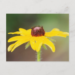 Postal EE.UU., Colorado, Boulder. Cierre de girasoles