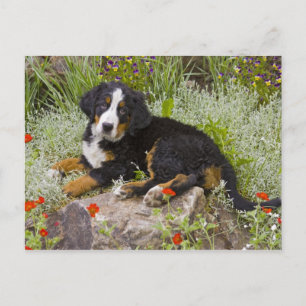 Postal EE. UU., Colorado, Breckenridge. Hembra de Bernés