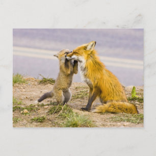 Postal EE. UU., Colorado, Breckenridge. Madre de zorro ro
