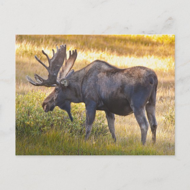 Postal EE. UU., Colorado, Cameron Pass. Alce macho (Anverso)